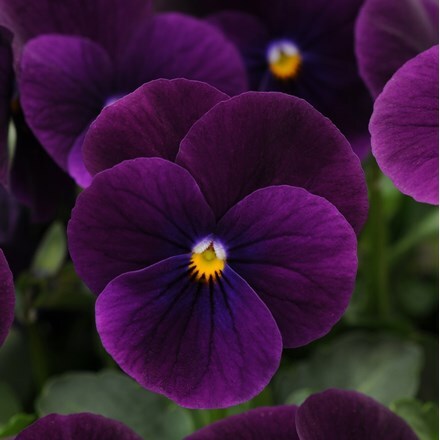 Viola Sorbet XP Purple (Sorbet XP Series)