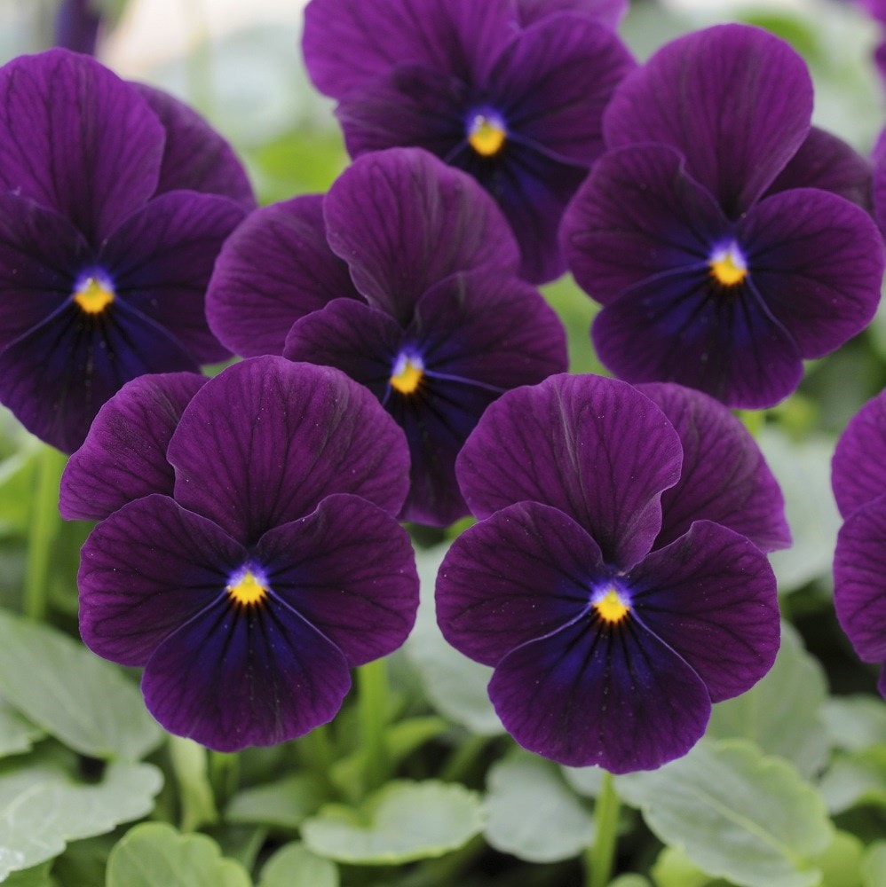 <i>Viola</i> <b>Sorbet XP Purple</b> (Sorbet XP Series)