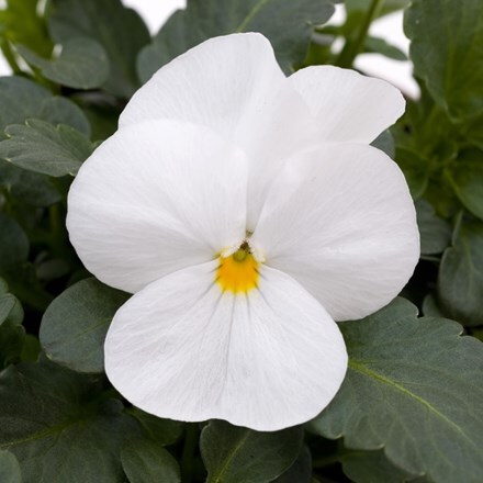 Viola Sorbet XP White (Sorbet XP Series)