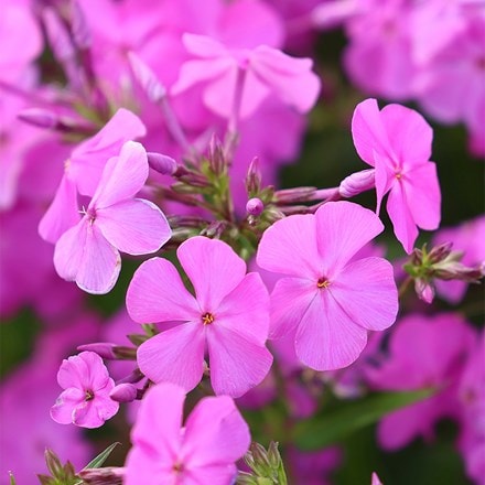 Phlox Opening Act Ultrapink (Opening Act Series)