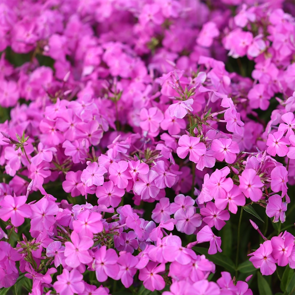 <i>Phlox</i> 'Opening Act Ultrapink' (Opening Act Series)