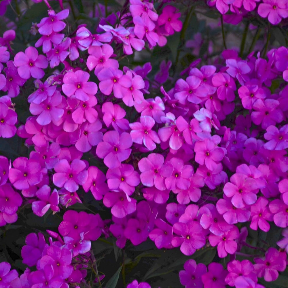 <i>Phlox</i> 'Cloudburst'