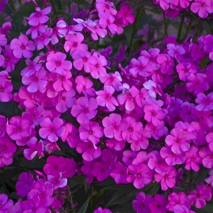 Phlox Cloudburst