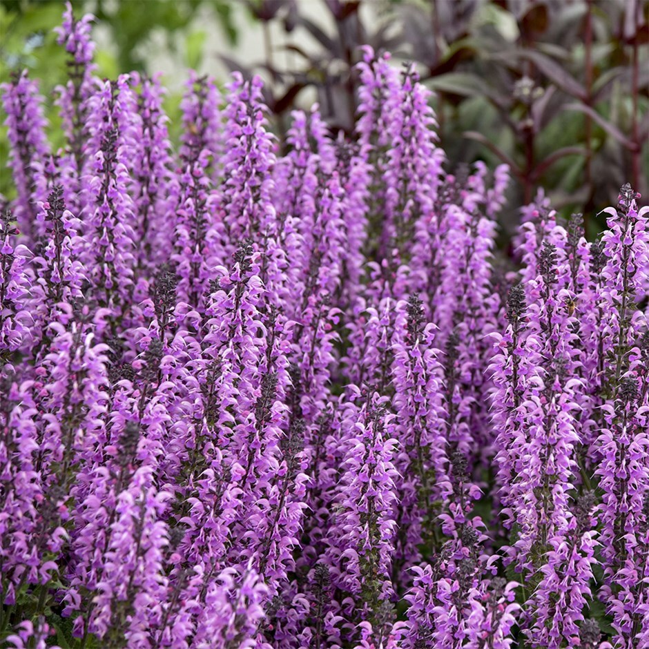 <i>Salvia</i> 'Back to the Fuchsia'