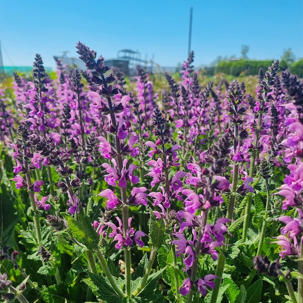 <i>Salvia</i> 'Back to the Fuchsia'