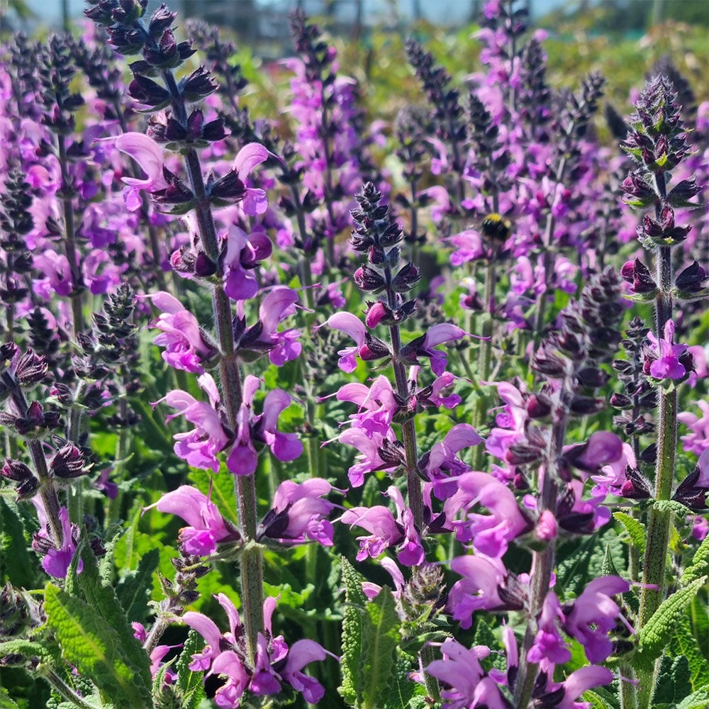 <i>Salvia</i> 'Back to the Fuchsia'