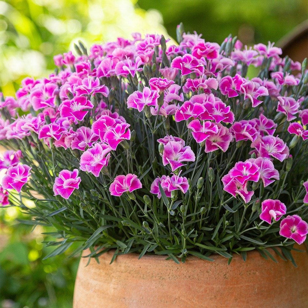 <i>Dianthus</i> <b class=small-caps>It-Girl</b> ('Kleda26818') (PBR)