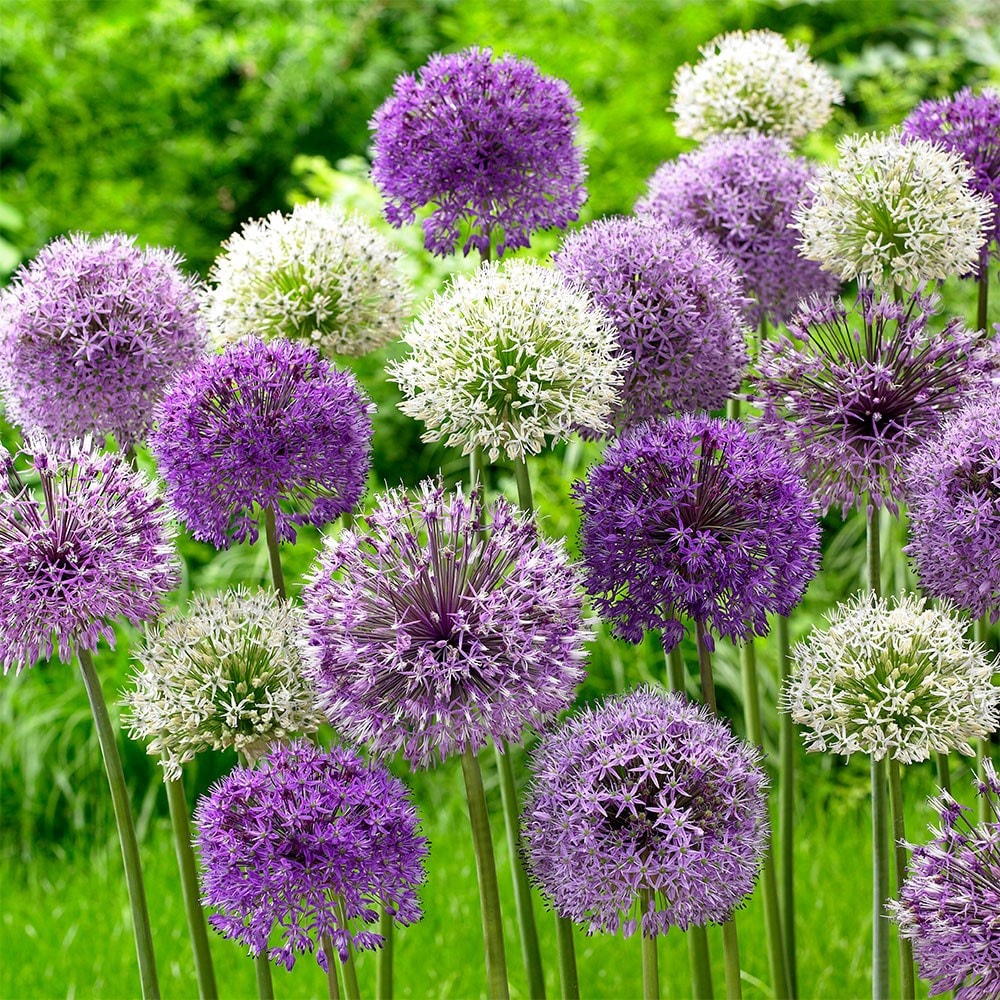 Favourite Alliums Collection
