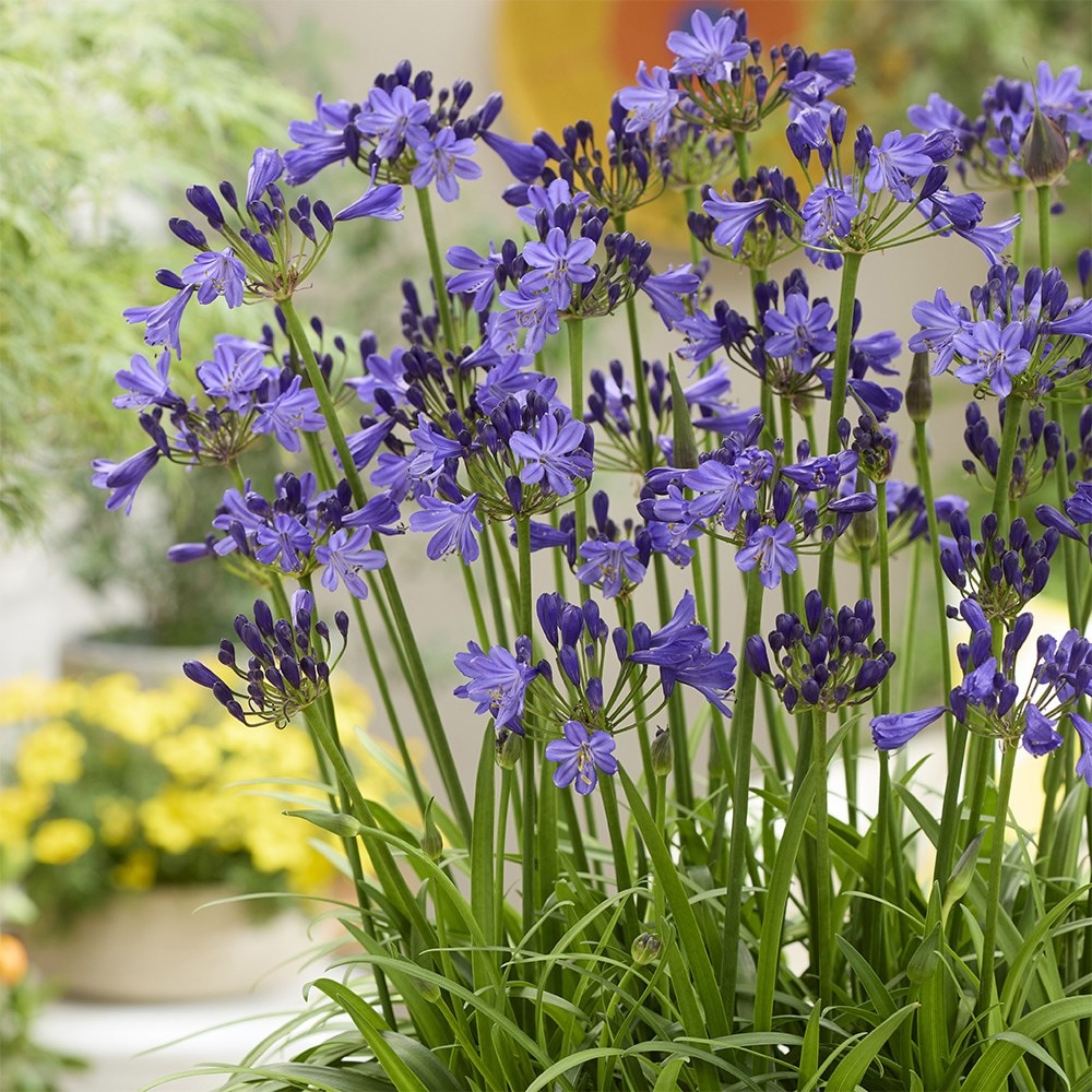 african lily