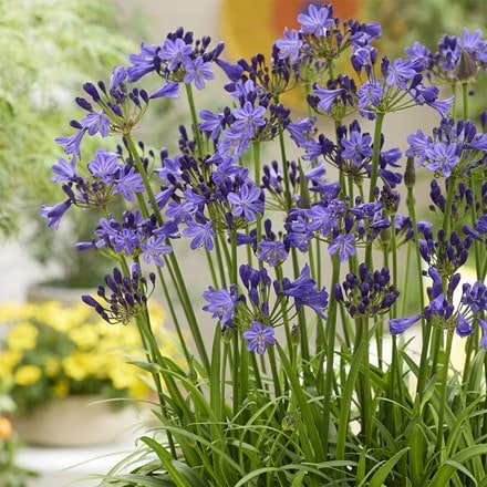 Agapanthus Fairy Blue ('DWAgHyb21') (PBR)