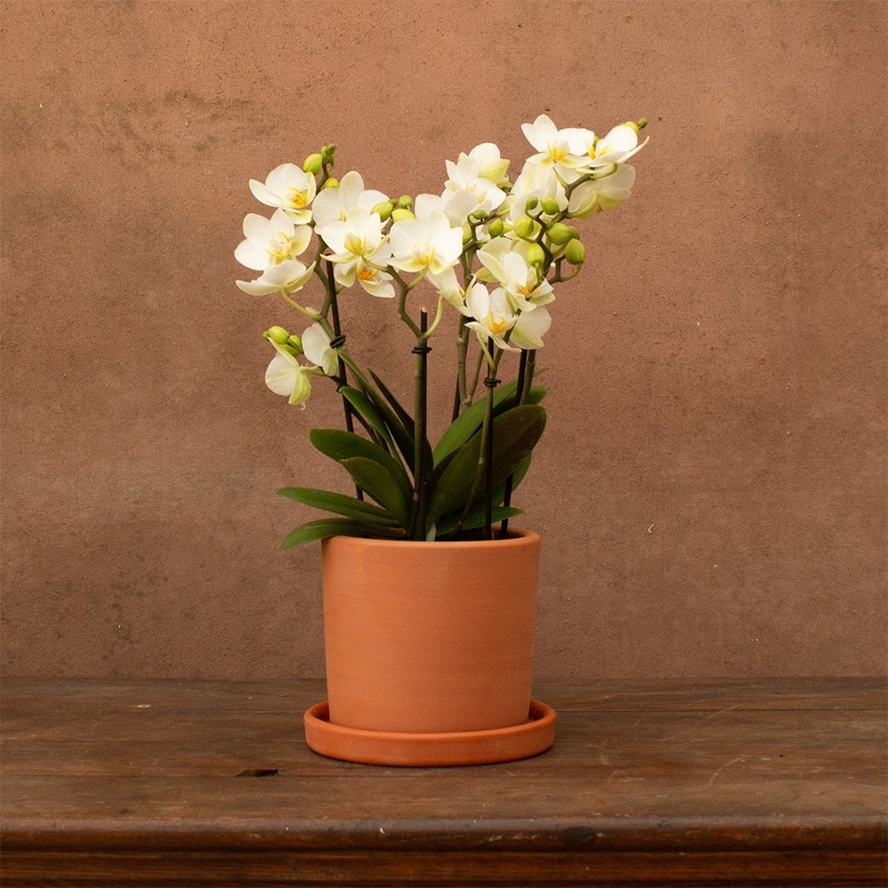 Phalaenopsis Boquetto Beauty | Orchid