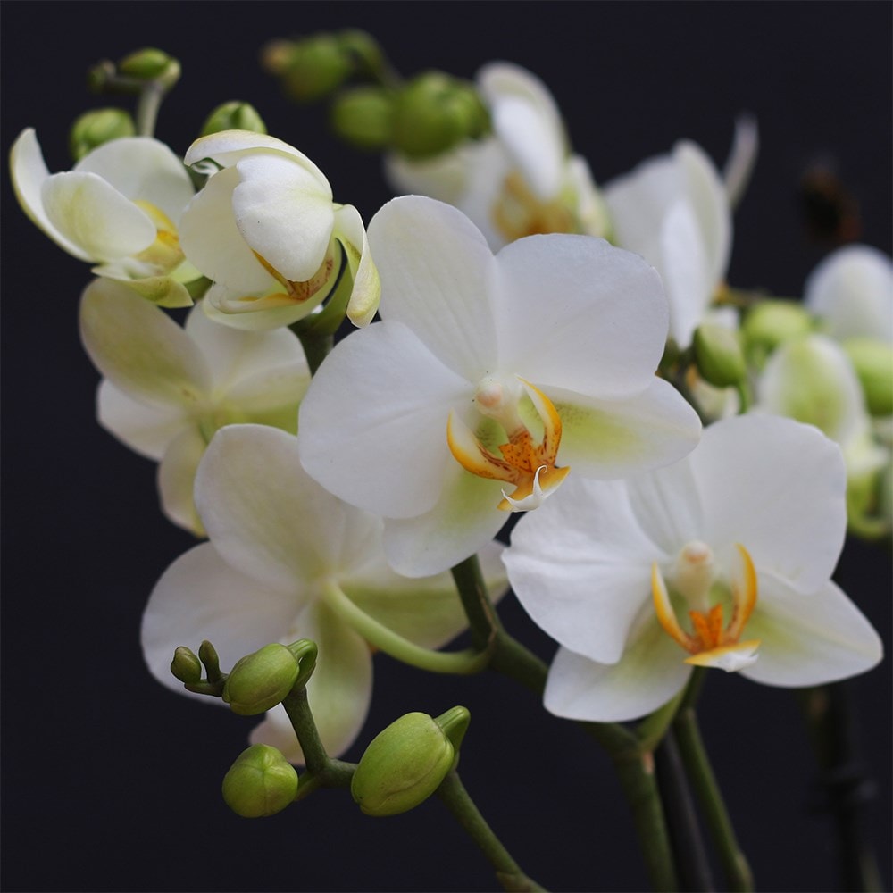 moth orchid