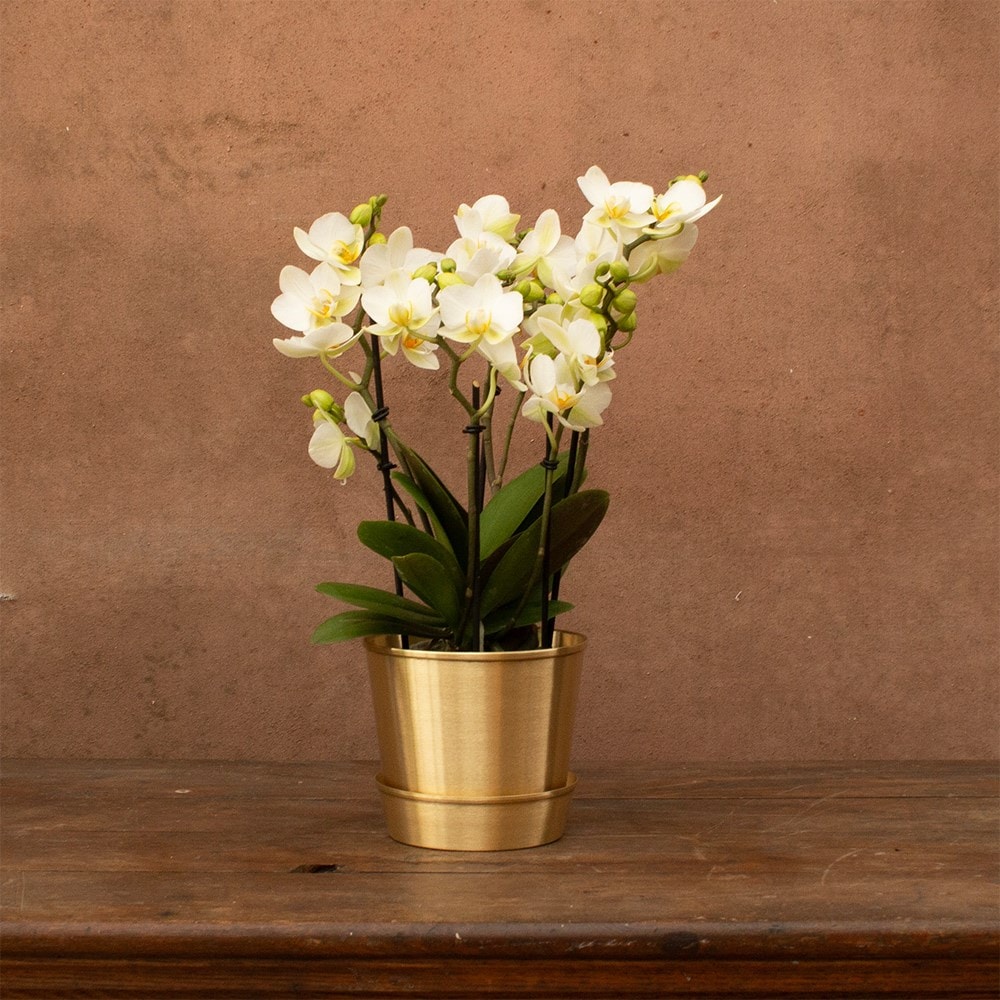 moth orchid