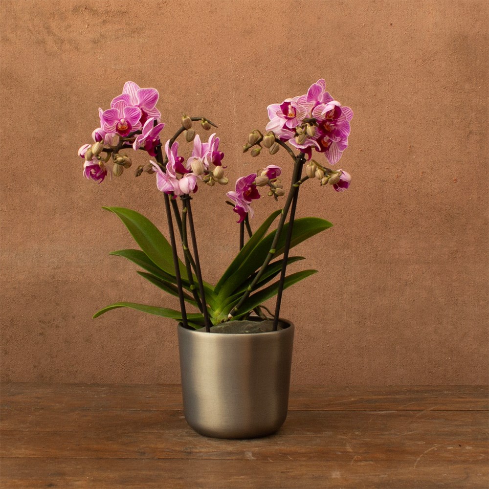 moth orchid