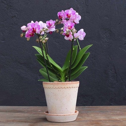 Phalaenopsis Boquetto Delight
