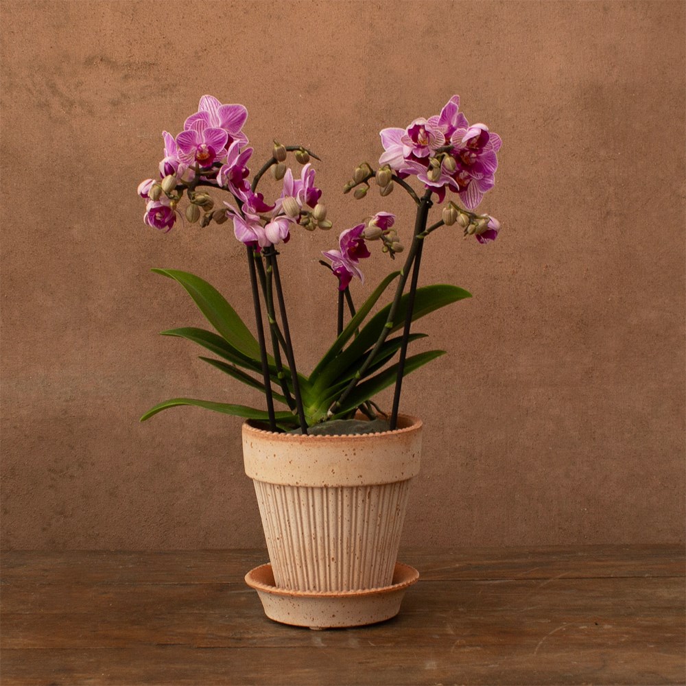 moth orchid
