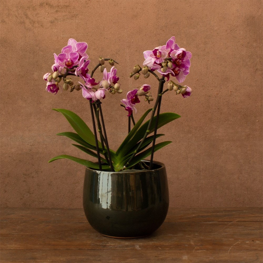 moth orchid