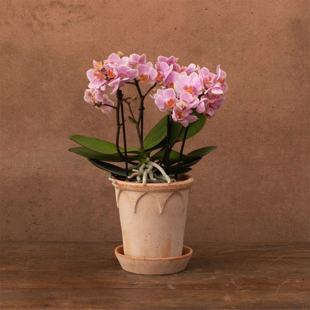 Product options image