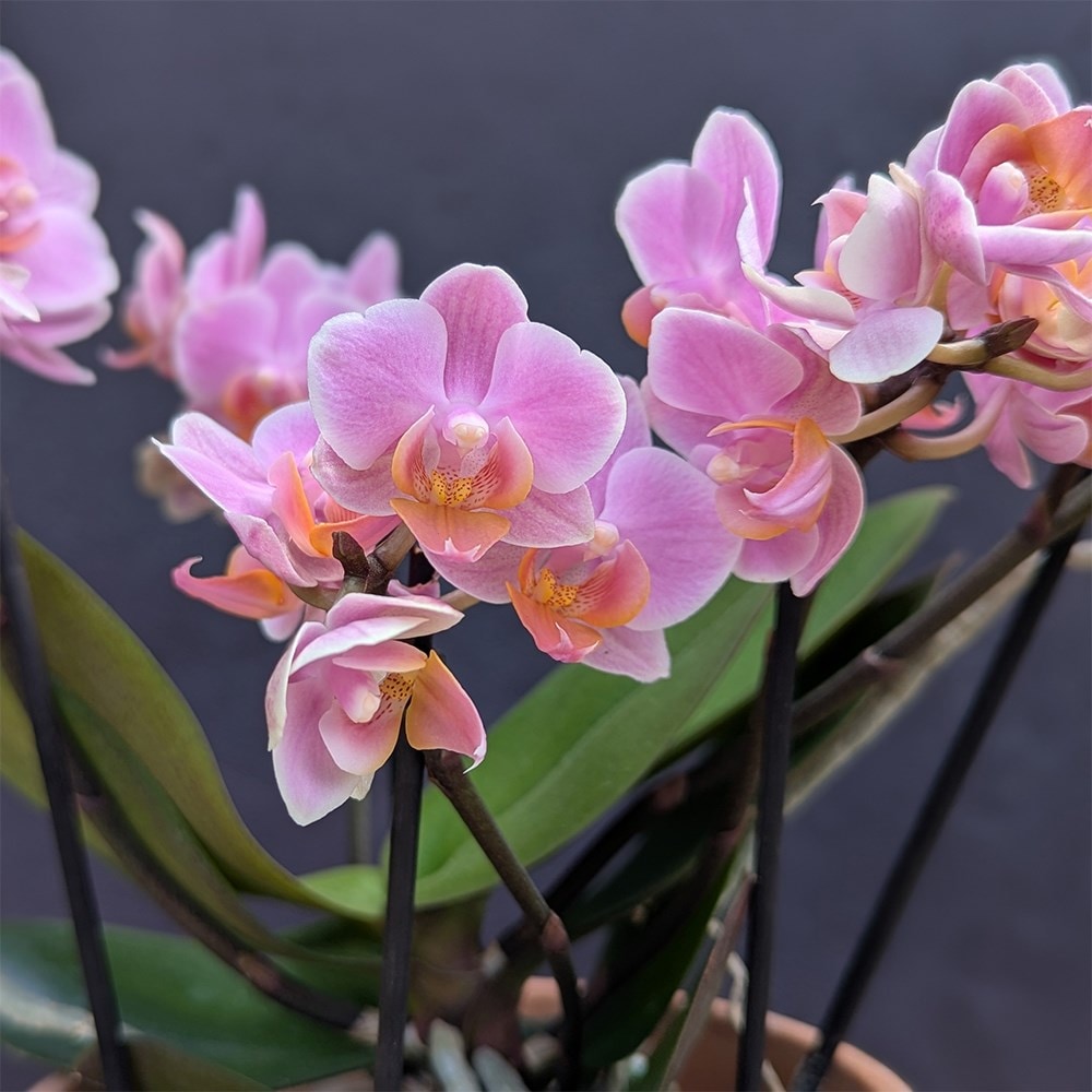 moth orchid
