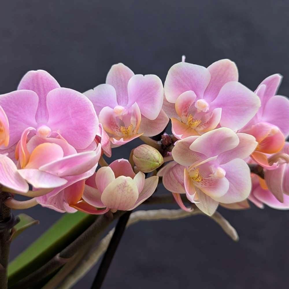 moth orchid