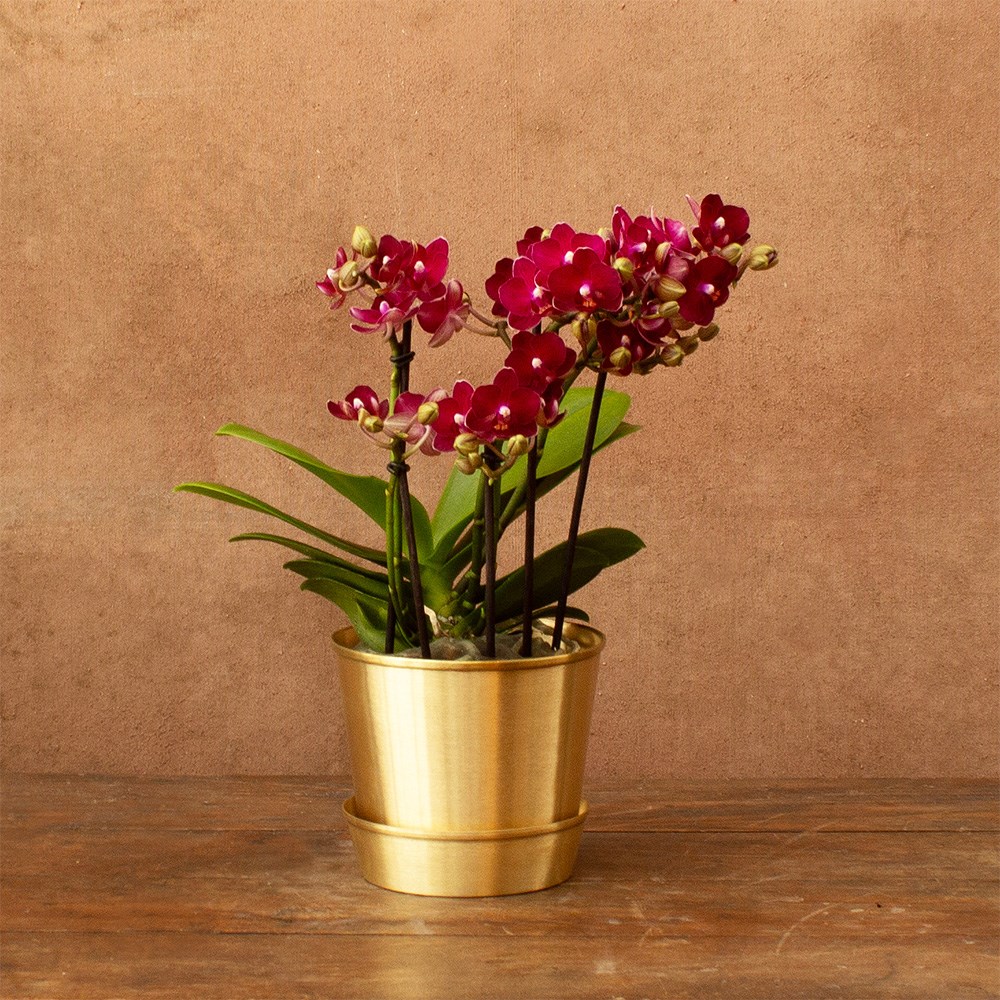 Product options image