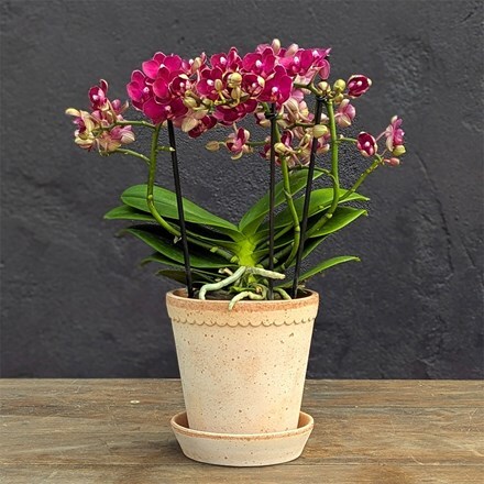 Phalaenopsis Boquetto Temptation