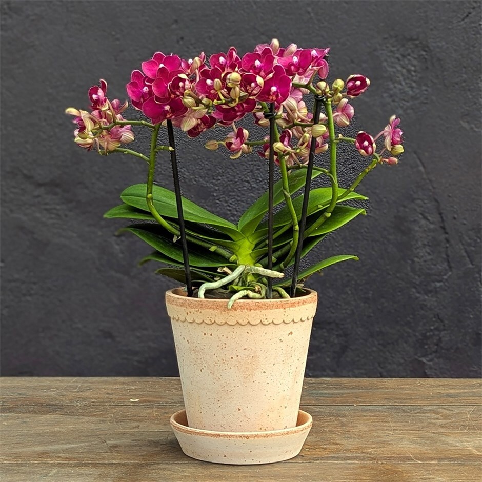 <i>Phalaenopsis</i> 'Boquetto Temptation'