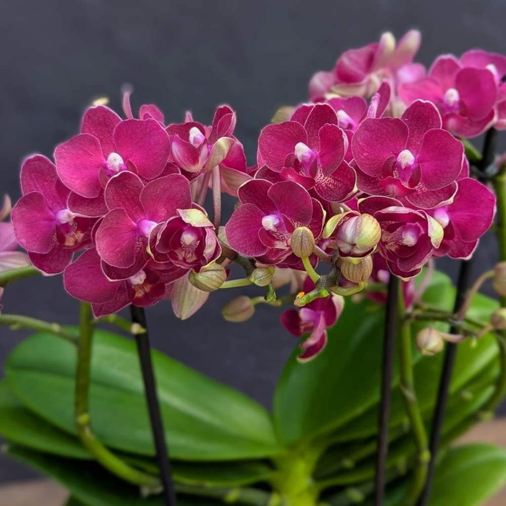 <i>Phalaenopsis</i> 'Boquetto Temptation'