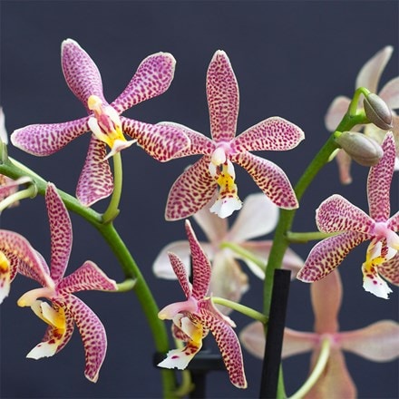 Phalaenopsis Spider