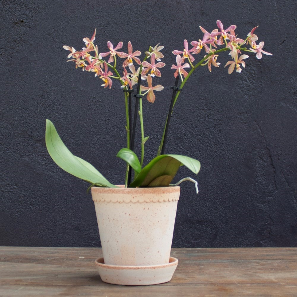 <i>Phalaenopsis</i> 'Spider'