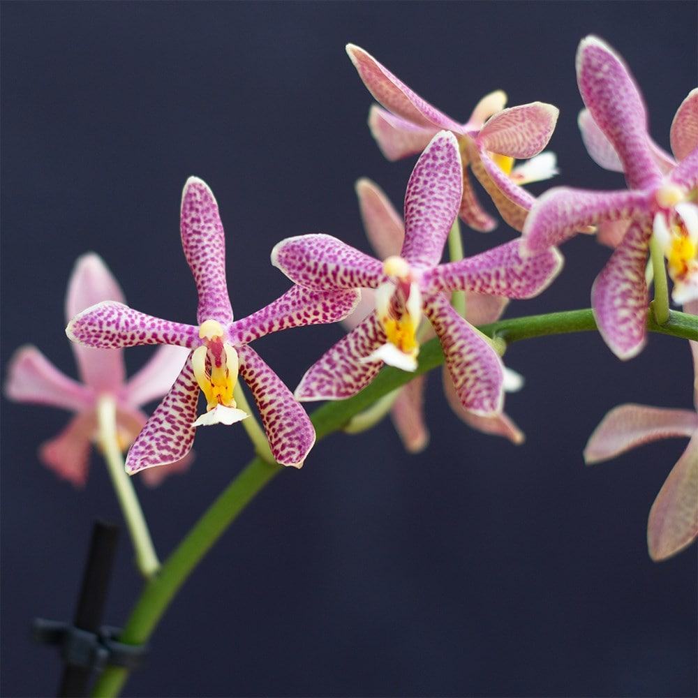 <i>Phalaenopsis</i> 'Spider'