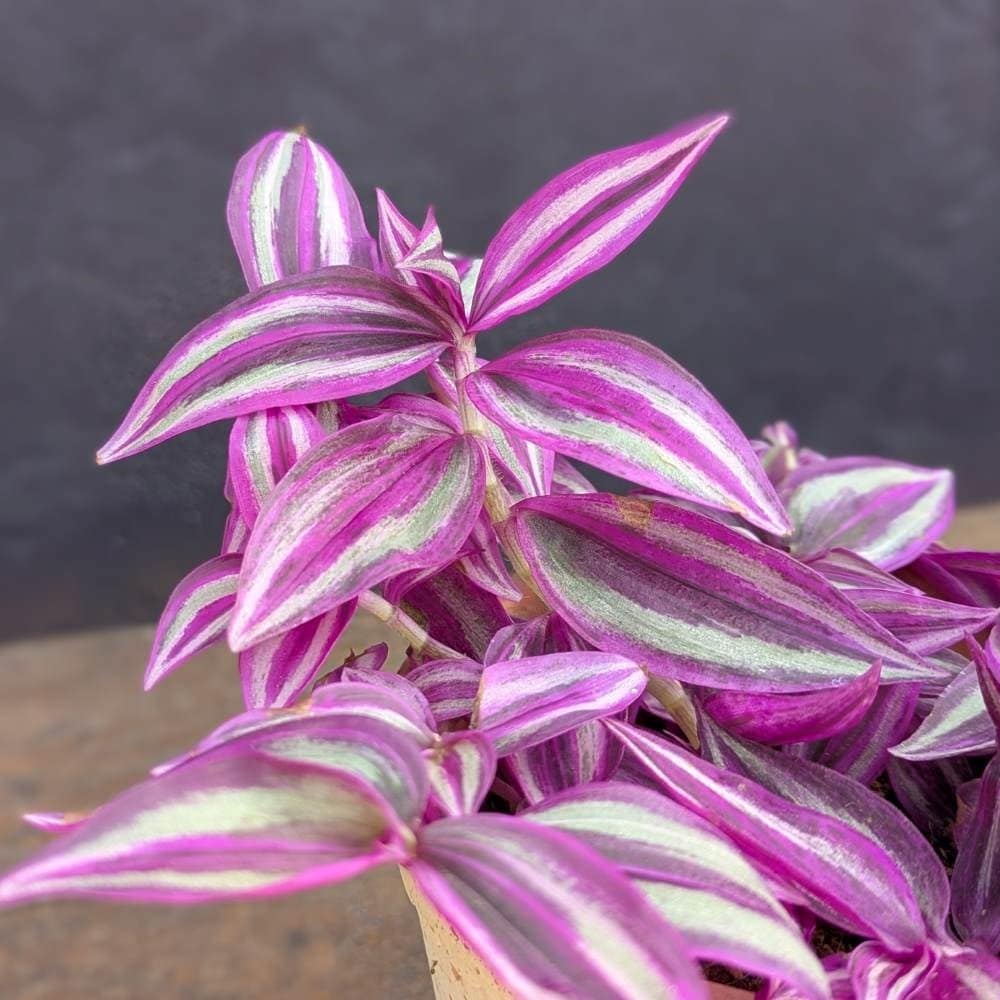 <i>Tradescantia zebrina</i> 'Pink Paradise'