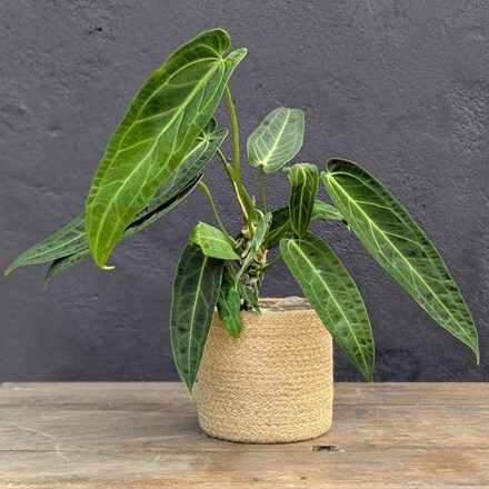 Anthurium warocqueanum
