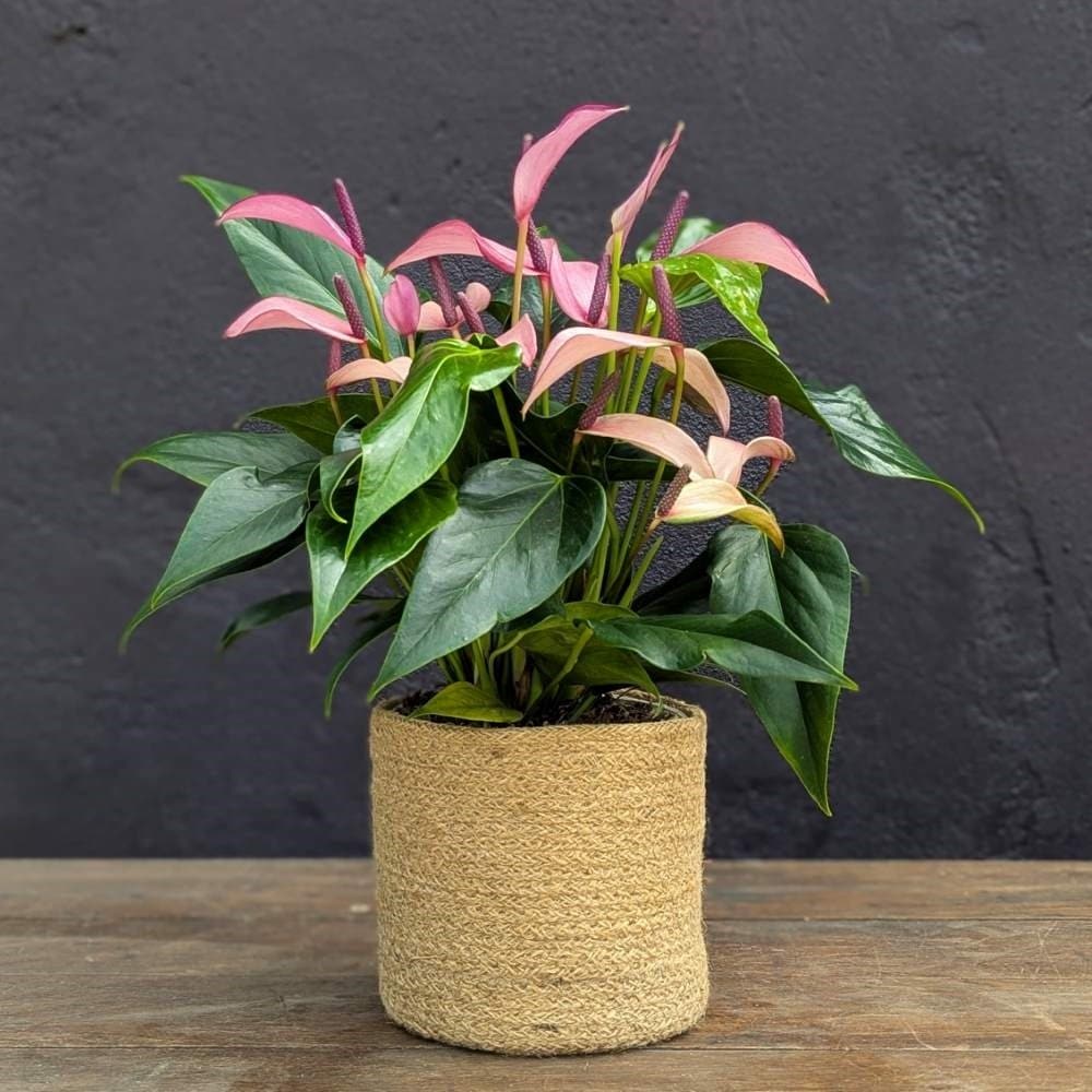 <i>Anthurium</i> 'Champion Zizou'