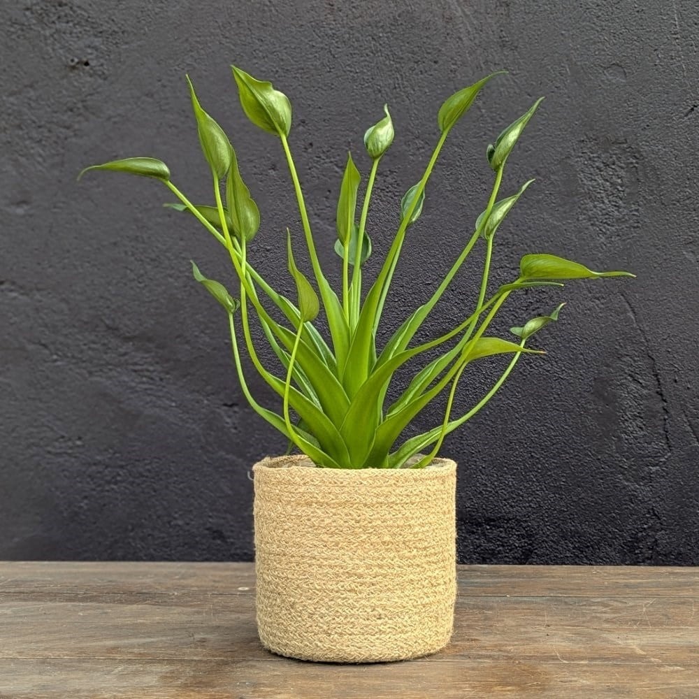 <i>Alocasia</i> 'Tiny Dancers'