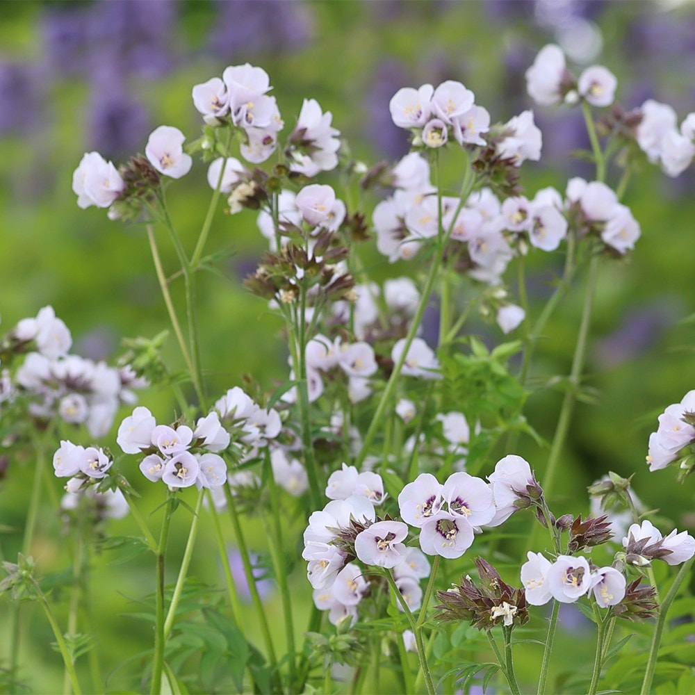 <i>Polemonium</i> <b class=small-caps>Violet Heart</b> ('tuipol') (PBR)
