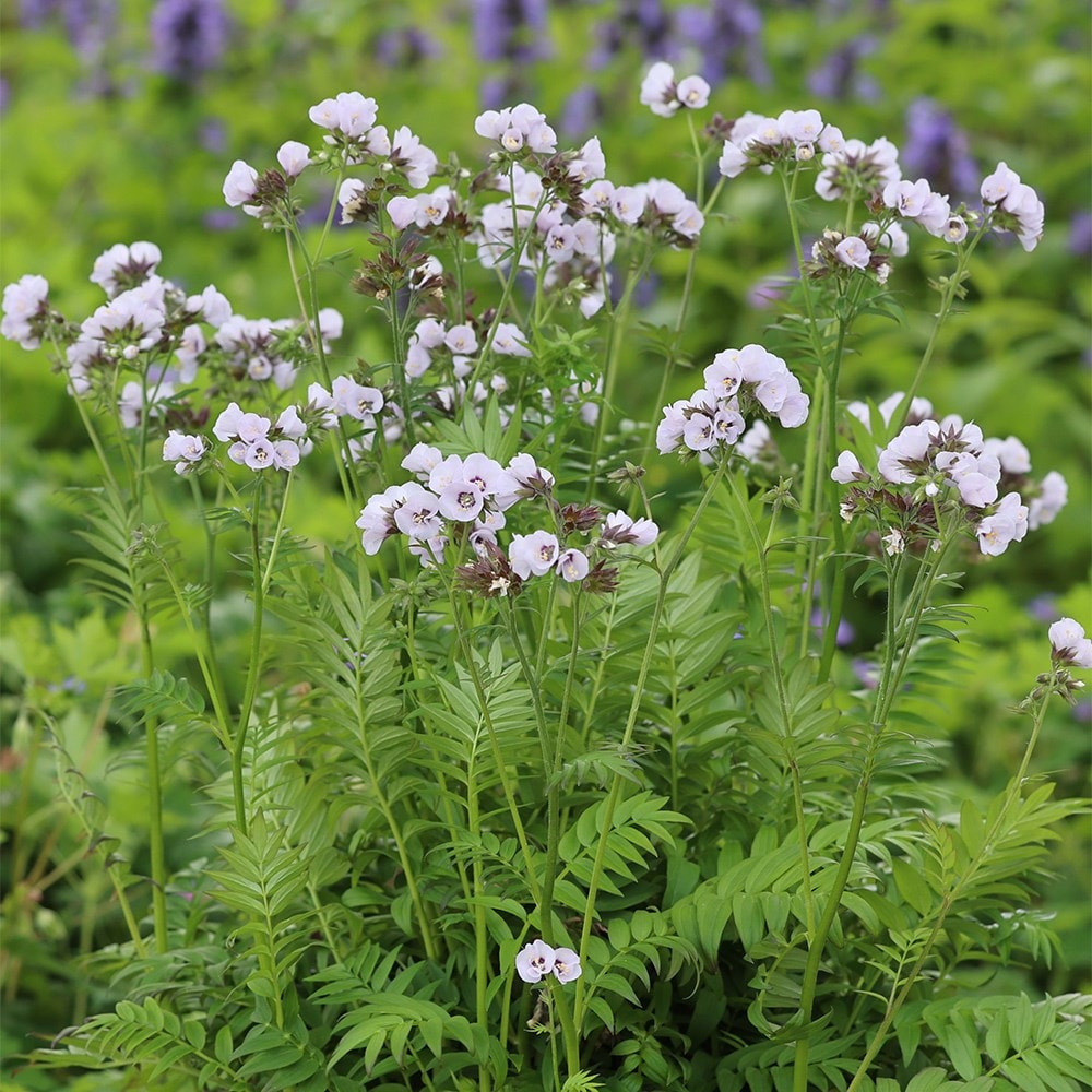 <i>Polemonium</i> <b class=small-caps>Violet Heart</b> ('tuipol') (PBR)