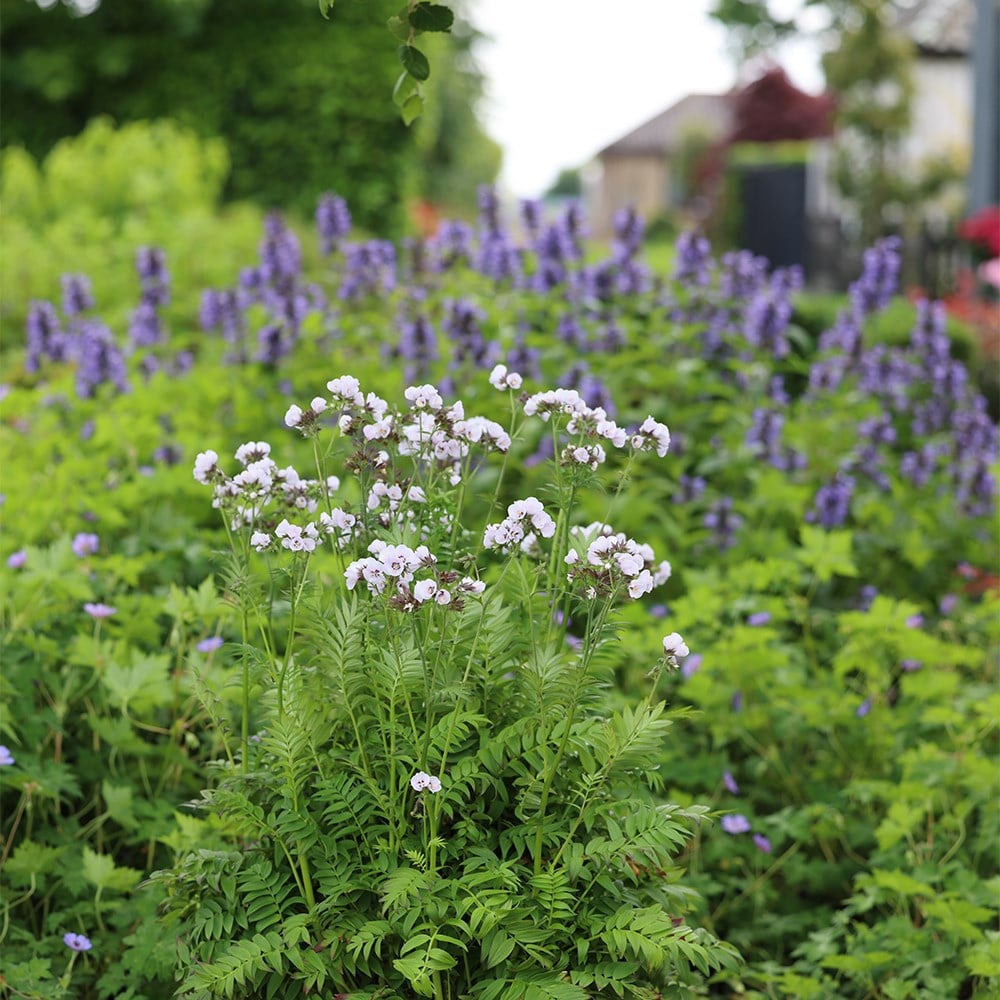 <i>Polemonium</i> <b class=small-caps>Violet Heart</b> ('tuipol') (PBR)