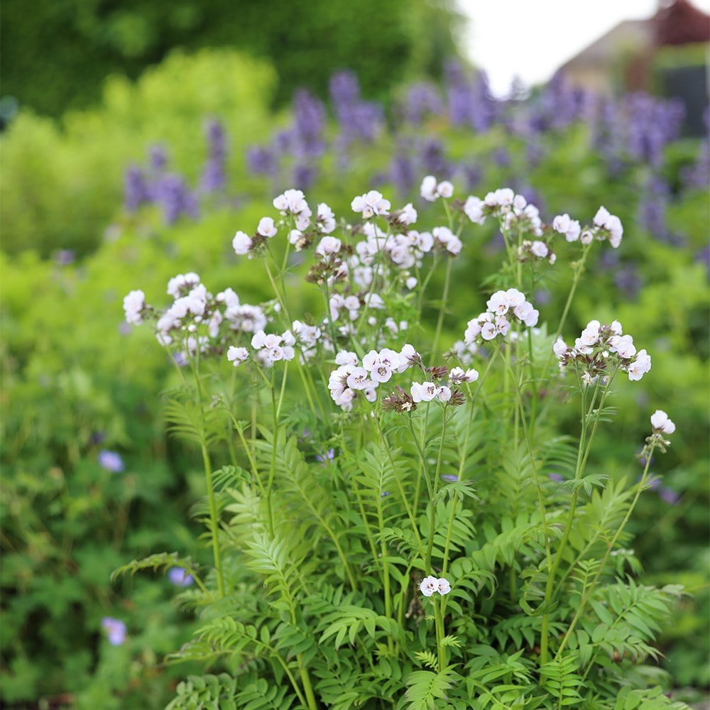<i>Polemonium</i> <b class=small-caps>Violet Heart</b> ('tuipol') (PBR)