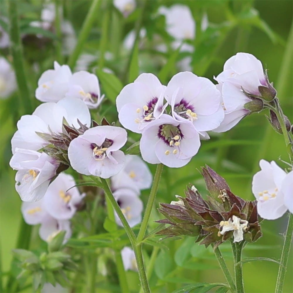 <i>Polemonium</i> <b class=small-caps>Violet Heart</b> ('tuipol') (PBR)