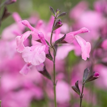 Salvia Malabar Mighty Pink