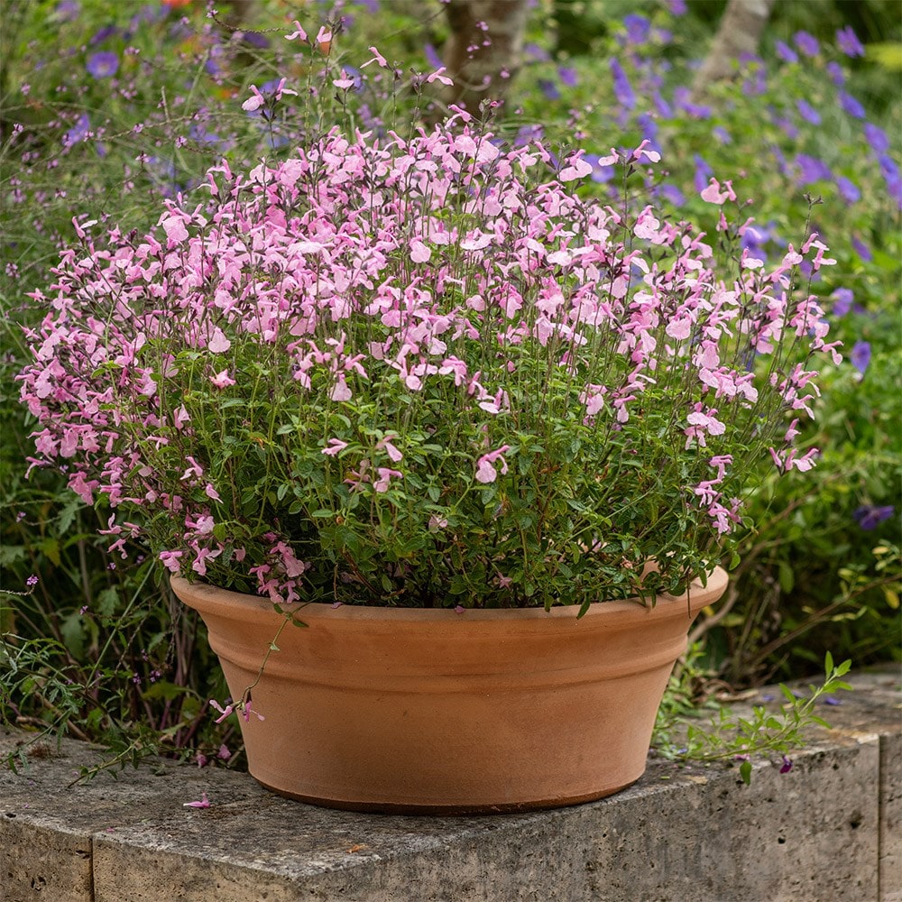 <i>Salvia</i> Malabar® ‘Mighty Pink’