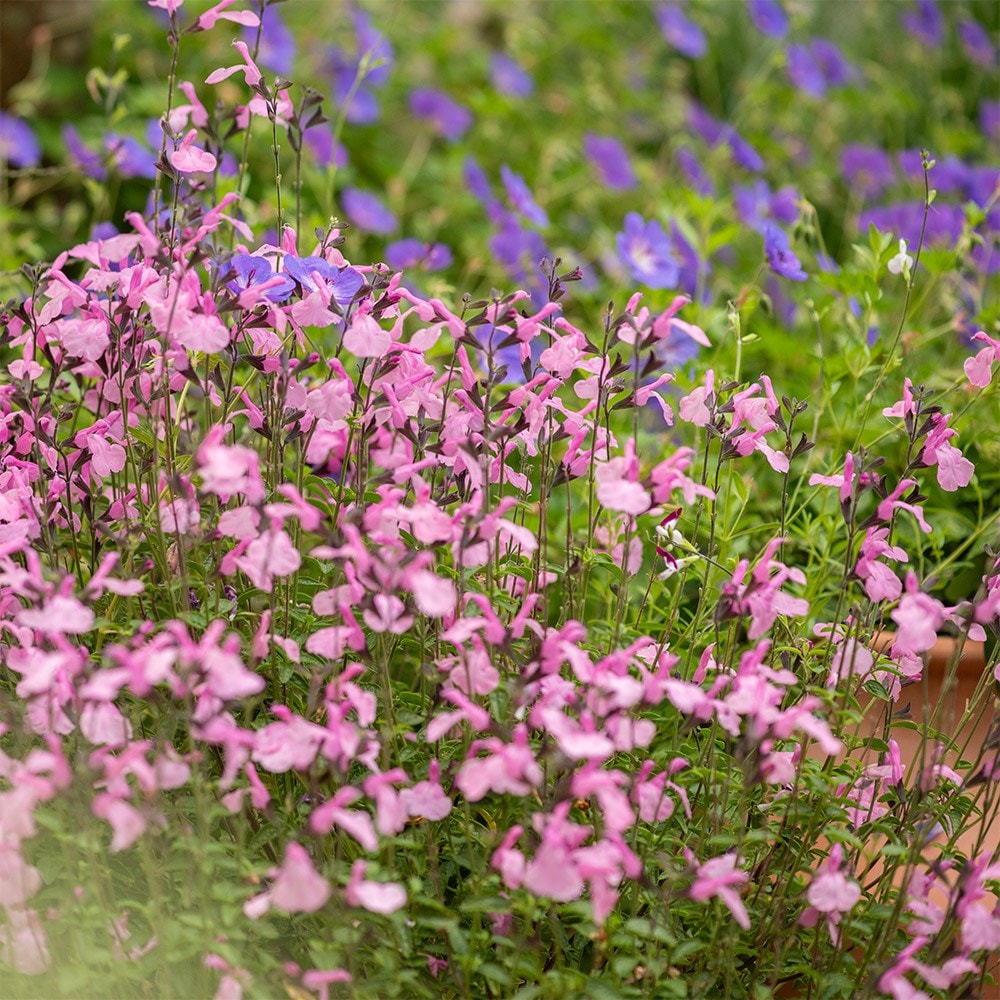 <i>Salvia</i> Malabar® ‘Mighty Pink’