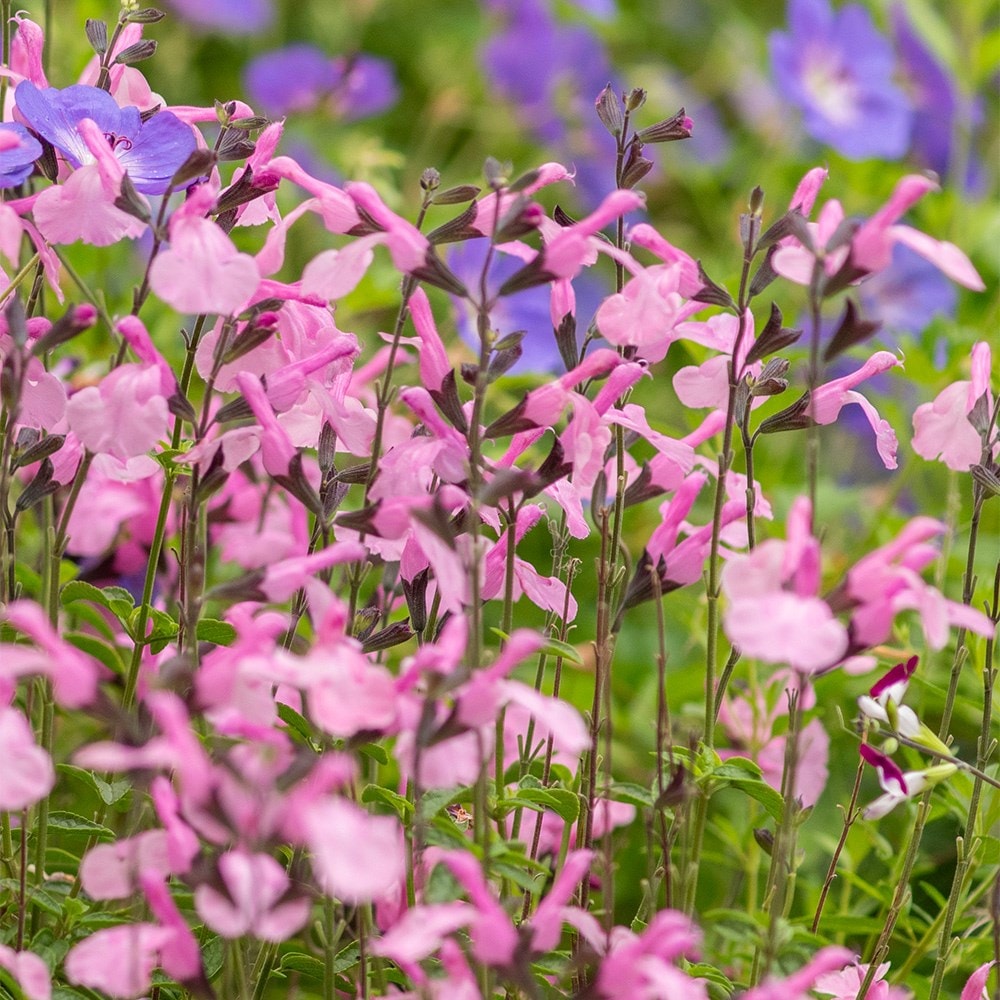 <i>Salvia</i> Malabar® ‘Mighty Pink’