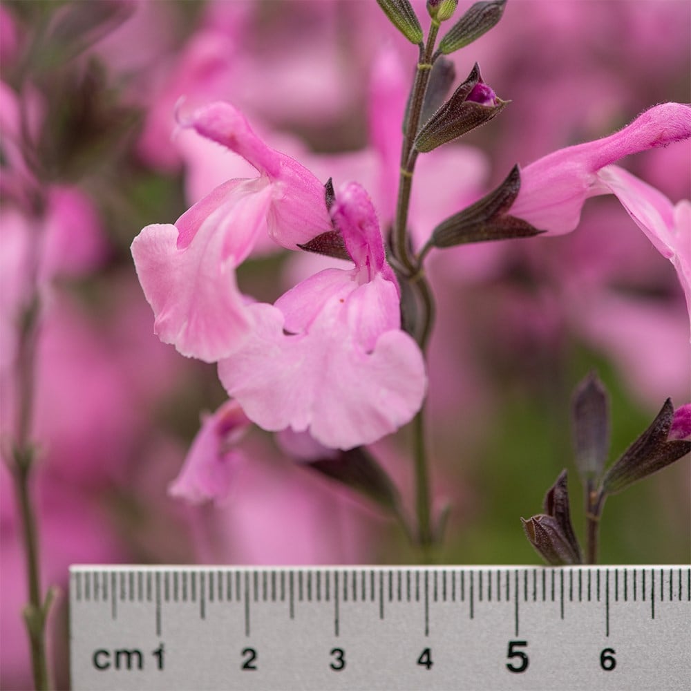 <i>Salvia</i> Malabar® ‘Mighty Pink’