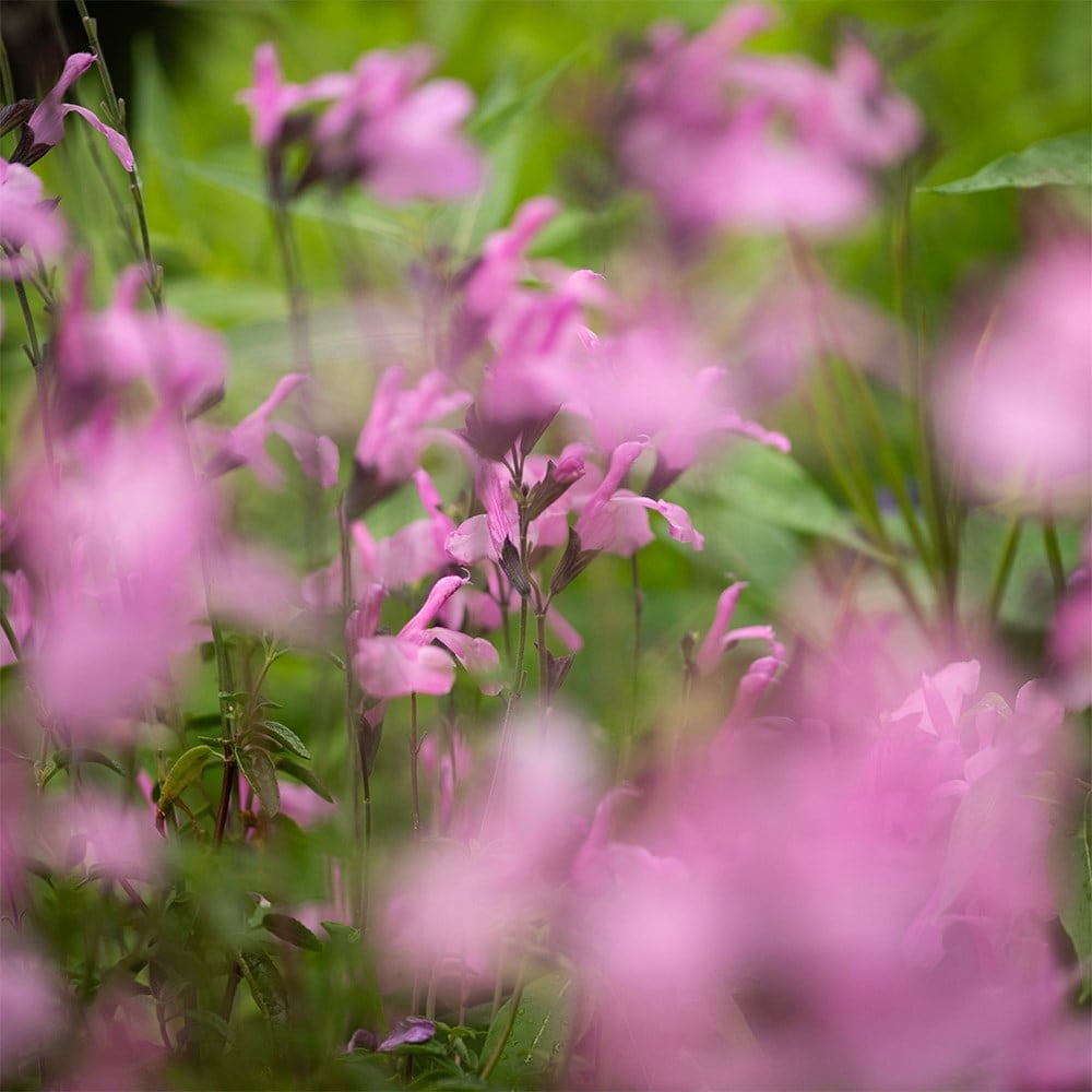 <i>Salvia</i> Malabar® ‘Mighty Pink’