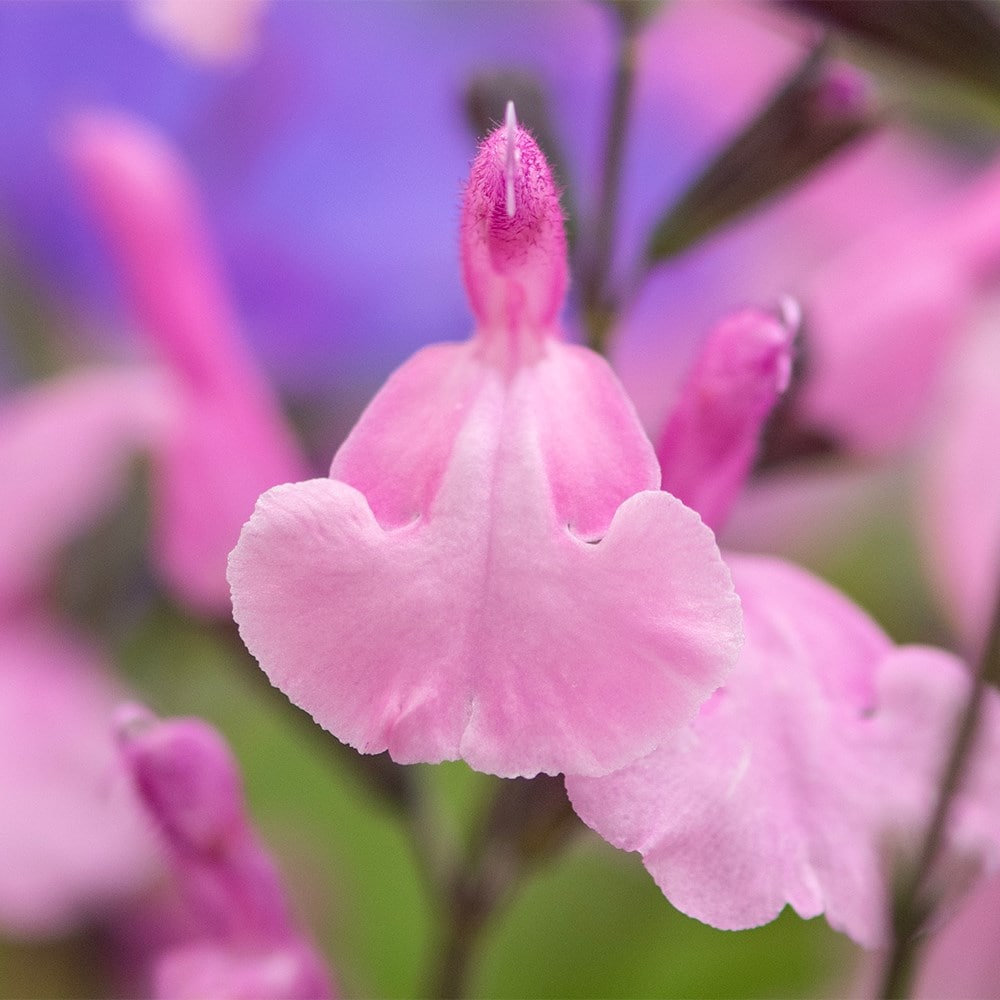 <i>Salvia</i> Malabar® ‘Mighty Pink’
