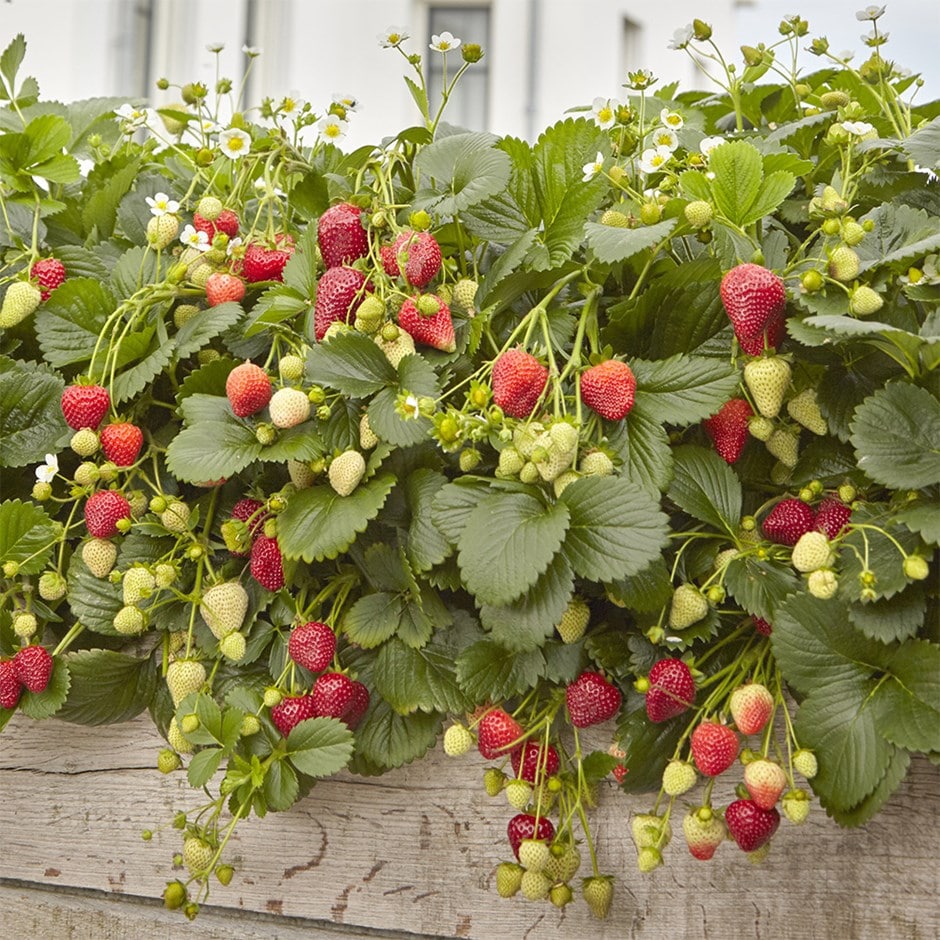 strawberry