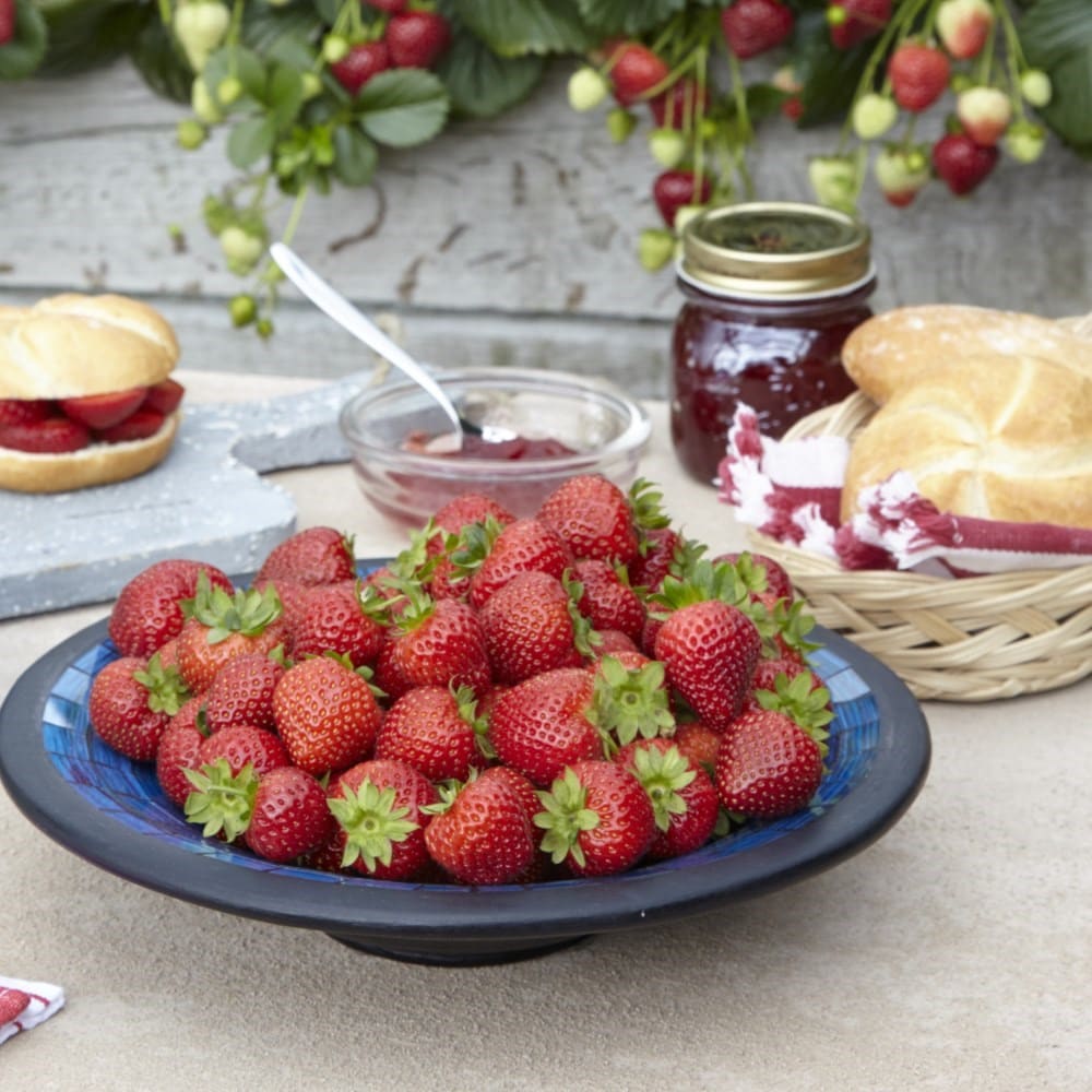 strawberry Delizz</b> ('Liza') (PBR)