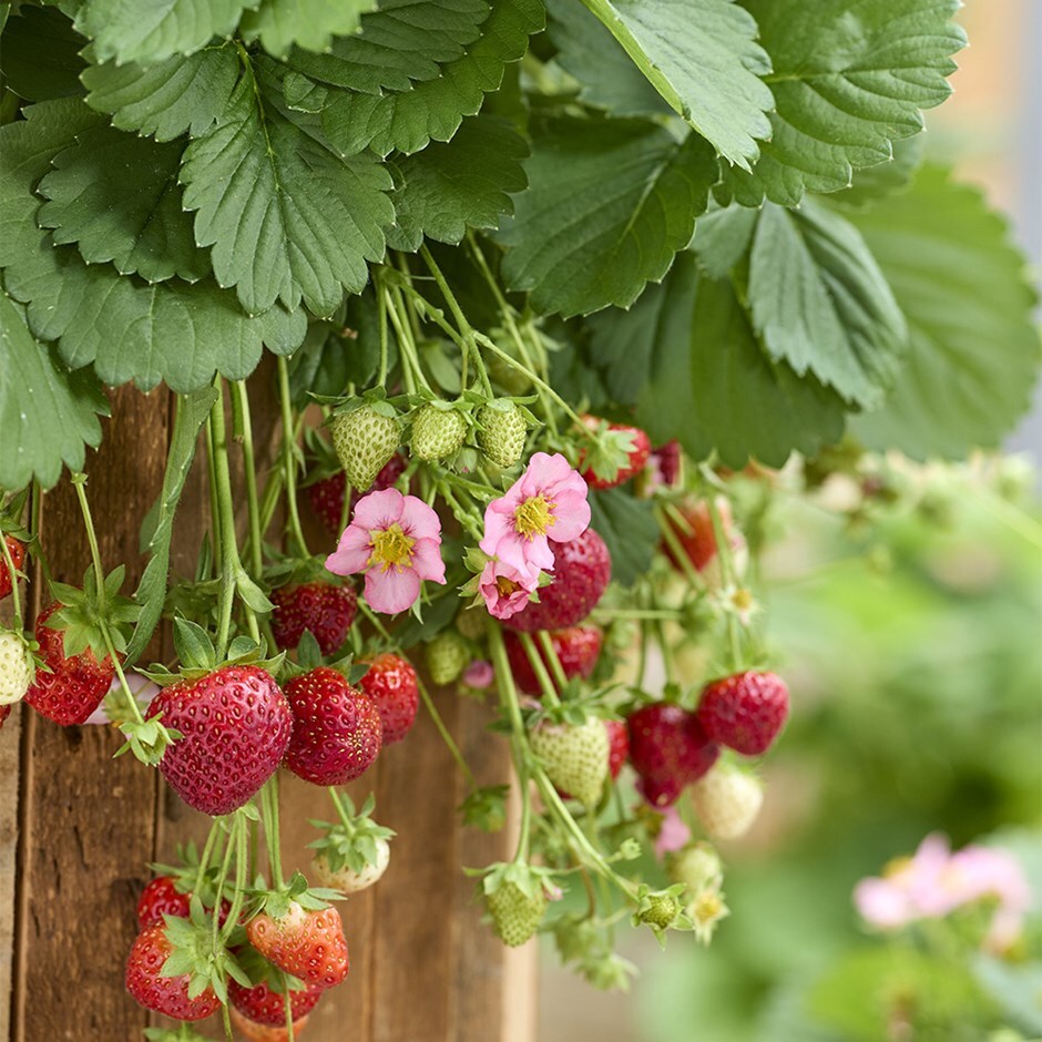 strawberry
